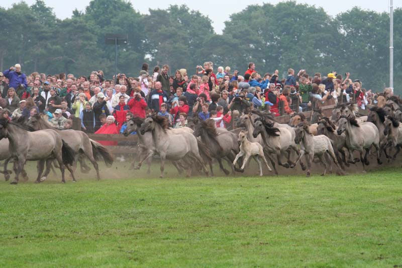 Wildpferde in Dülmen